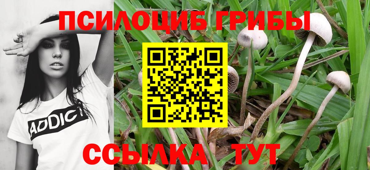 Галлюциногенные грибы GOLDEN TEACHER  Псилоцибиновые грибы MAGIC MUSHROOMS  Горно-Алтайск 