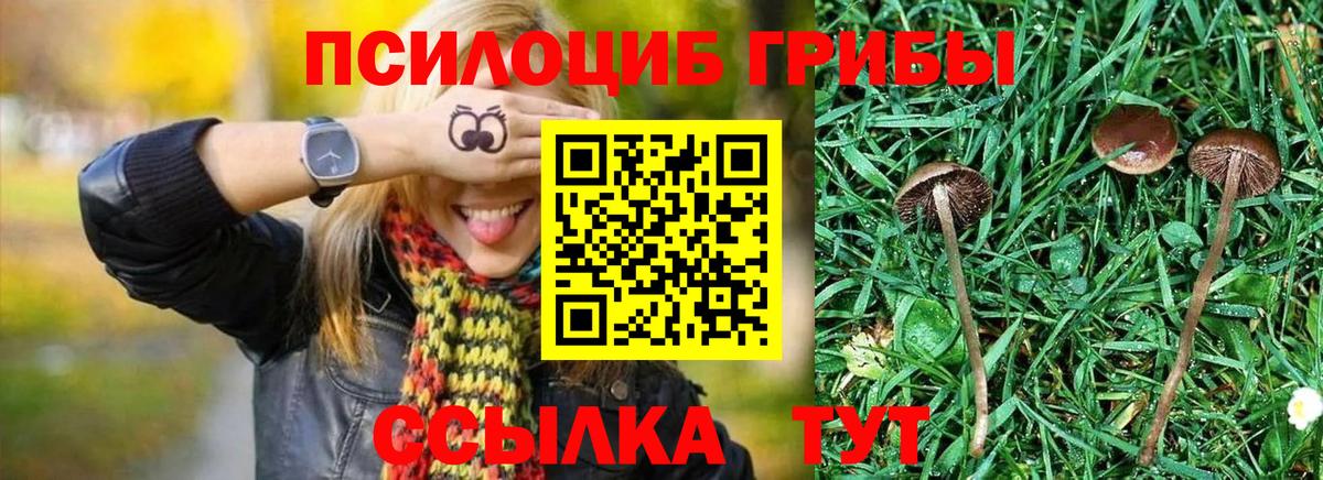 Галлюциногенные грибы Psilocybe Горно-Алтайск